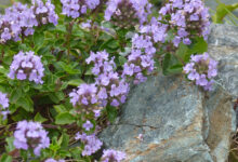 خواص کاکوتی برای سرفه