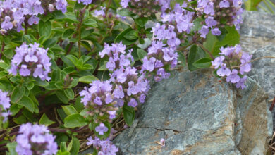 خواص کاکوتی برای سرفه