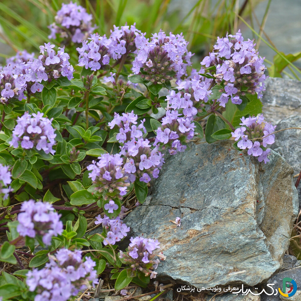خواص کاکوتی برای سرفه
