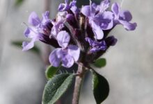 خواص کاکوتی برای رحم