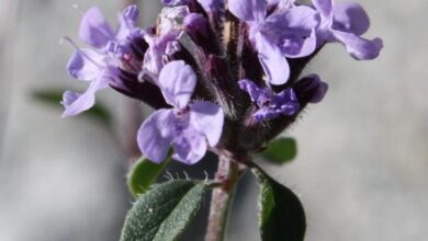 خواص کاکوتی برای رحم