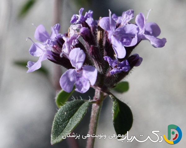 خواص کاکوتی برای رحم