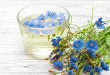 خواص عرق کاسنی در بارداری