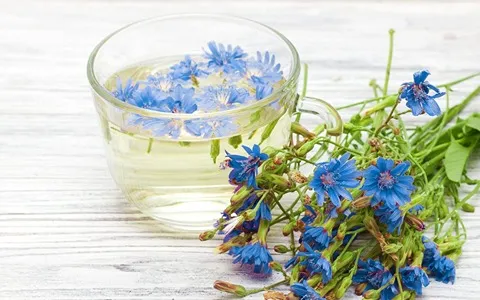 خواص عرق کاسنی در بارداری