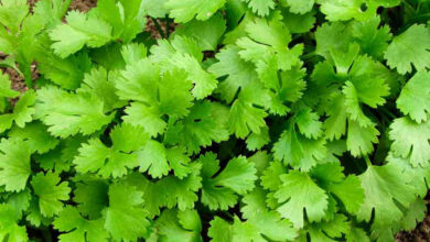 خواص گشنیز برای یبوست