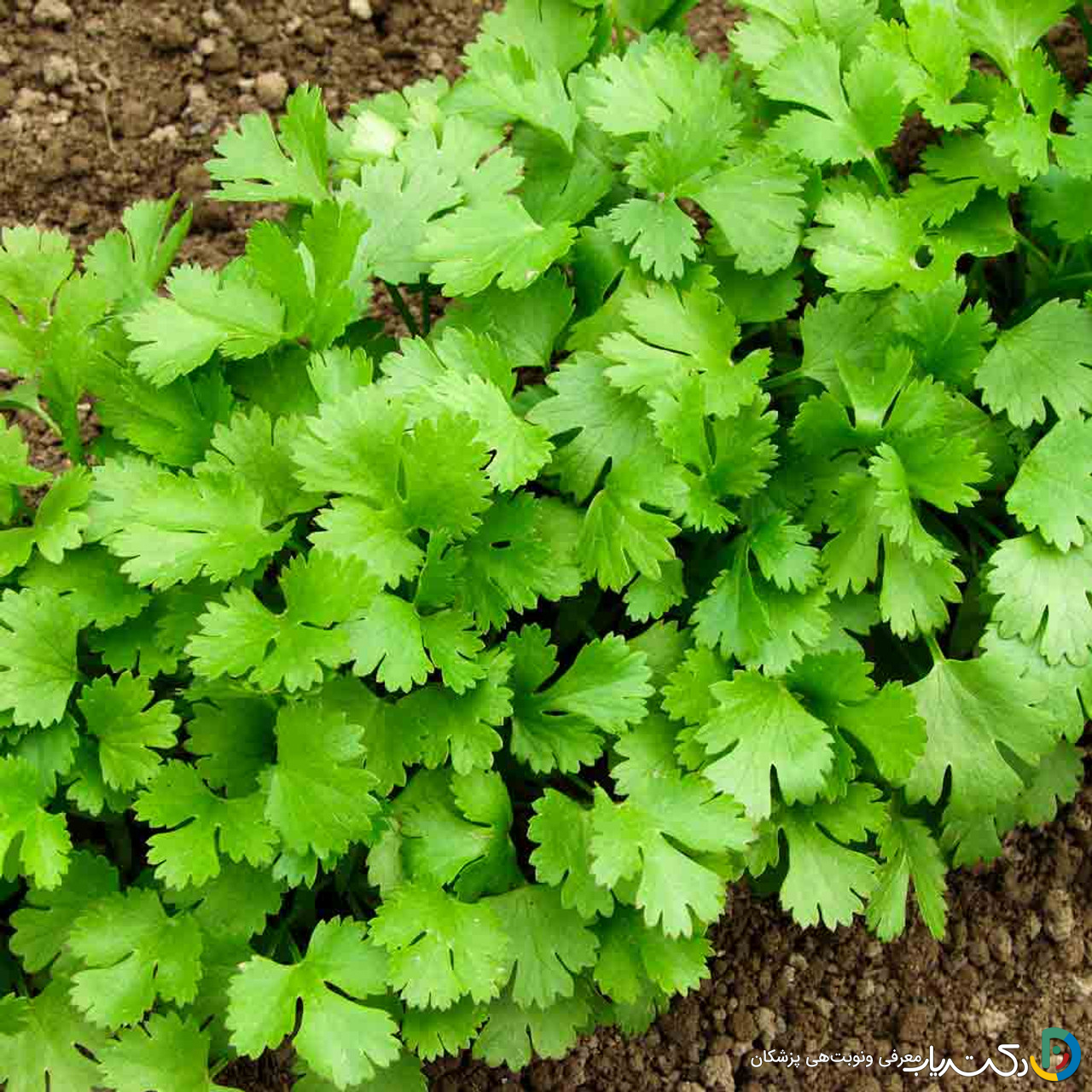 خواص گشنیز برای یبوست