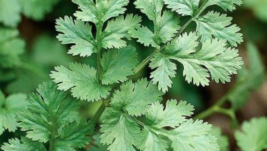 خواص گشنیز برای کلیه