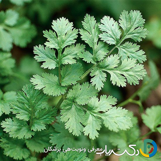 خواص گشنیز برای کلیه