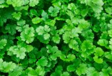 خواص گشنیز برای لاغری