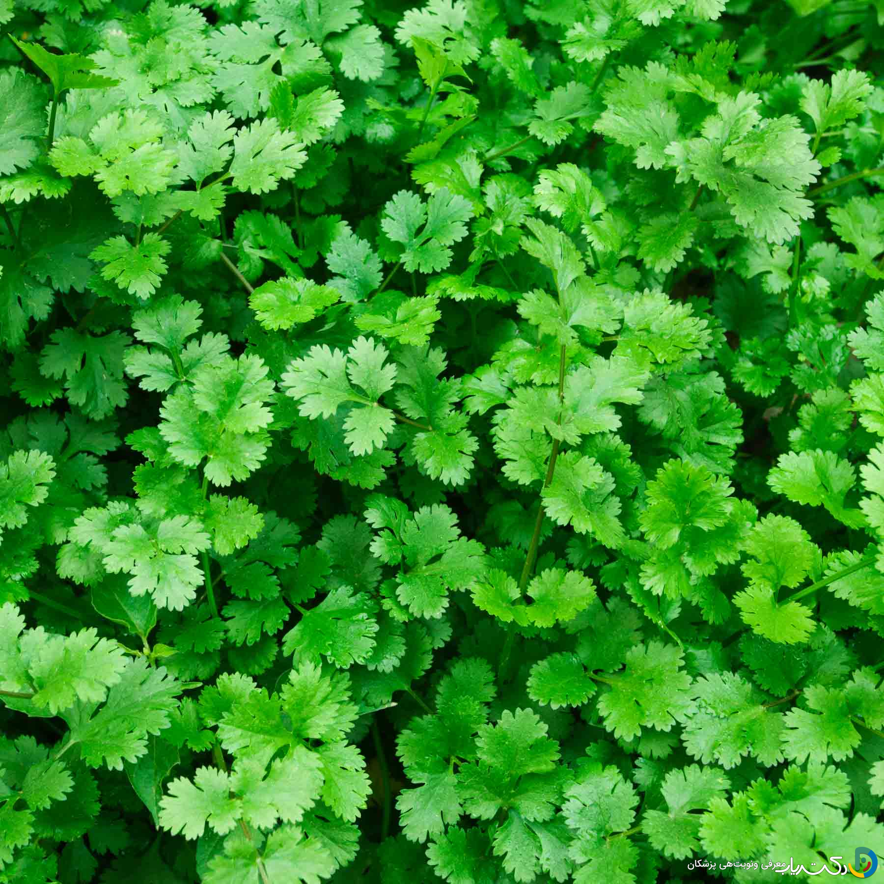 خواص گشنیز برای لاغری