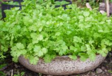 خواص گشنیز برای سرماخوردگی