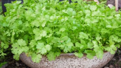 خواص گشنیز برای سرماخوردگی