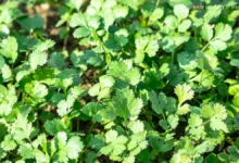 خواص گشنیز برای قاعدگی