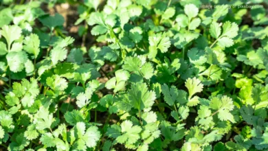خواص گشنیز برای قاعدگی