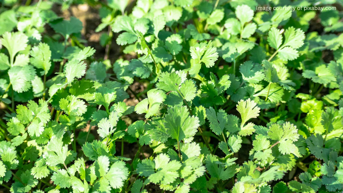 خواص گشنیز برای قاعدگی