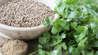 خواص گشنیز برای تیروئید