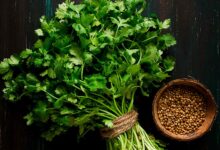 خواص گشنیز برای رحم