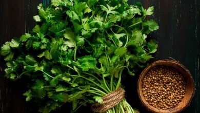 خواص گشنیز برای رحم