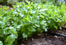 خواص گشنیز برای تنبلی تخمدان