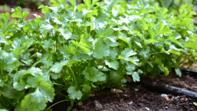 خواص گشنیز برای تنبلی تخمدان