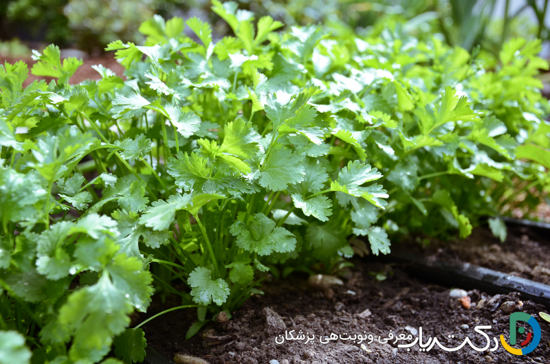 خواص گشنیز برای تنبلی تخمدان