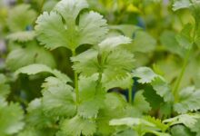 خواص گشنیز برای پوست