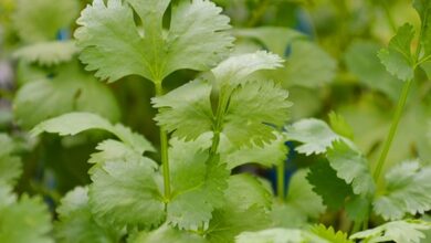 خواص گشنیز برای پوست