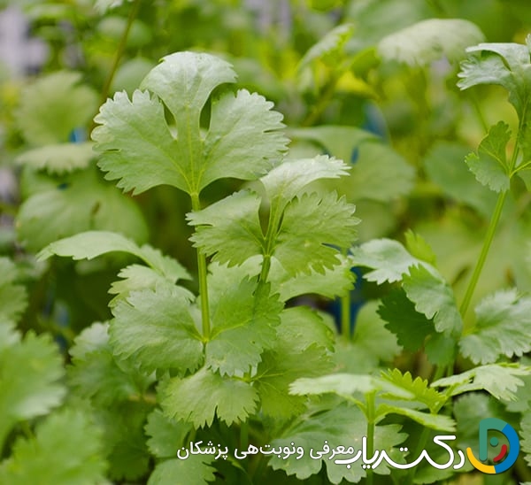 خواص گشنیز برای پوست