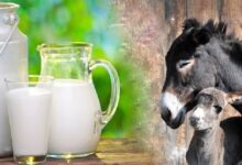 خواص شیر الاغ برای معده