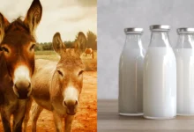 خواص شیر الاغ برای ریه