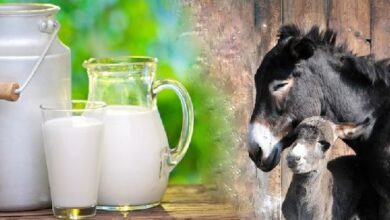 خواص شیر الاغ برای معده