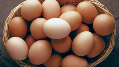 خواص تخم مرغ برای مو