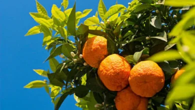 خواص آب نارنج برای فشارخون