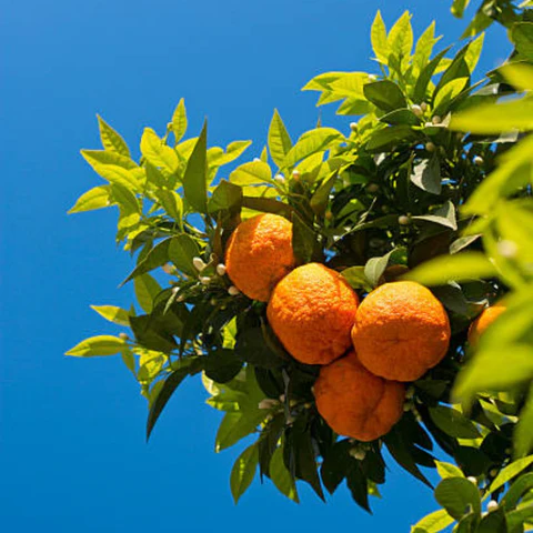 خواص آب نارنج برای فشارخون