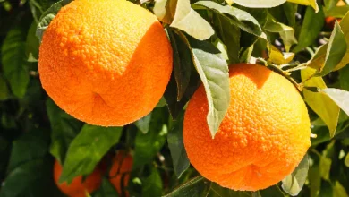 خواص آب نارنج برای قلب