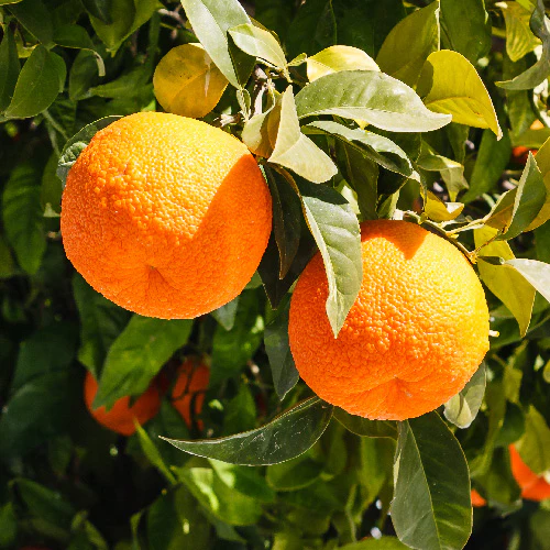 خواص آب نارنج برای قلب