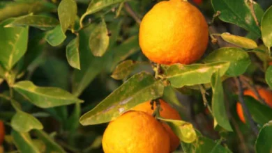 خواص آب نارنج برای سرماخوردگی
