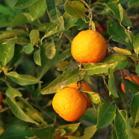 خواص آب نارنج برای سرماخوردگی