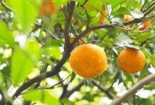 خواص آب نارنج برای زنان