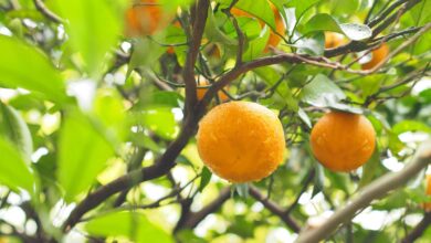 خواص آب نارنج برای زنان