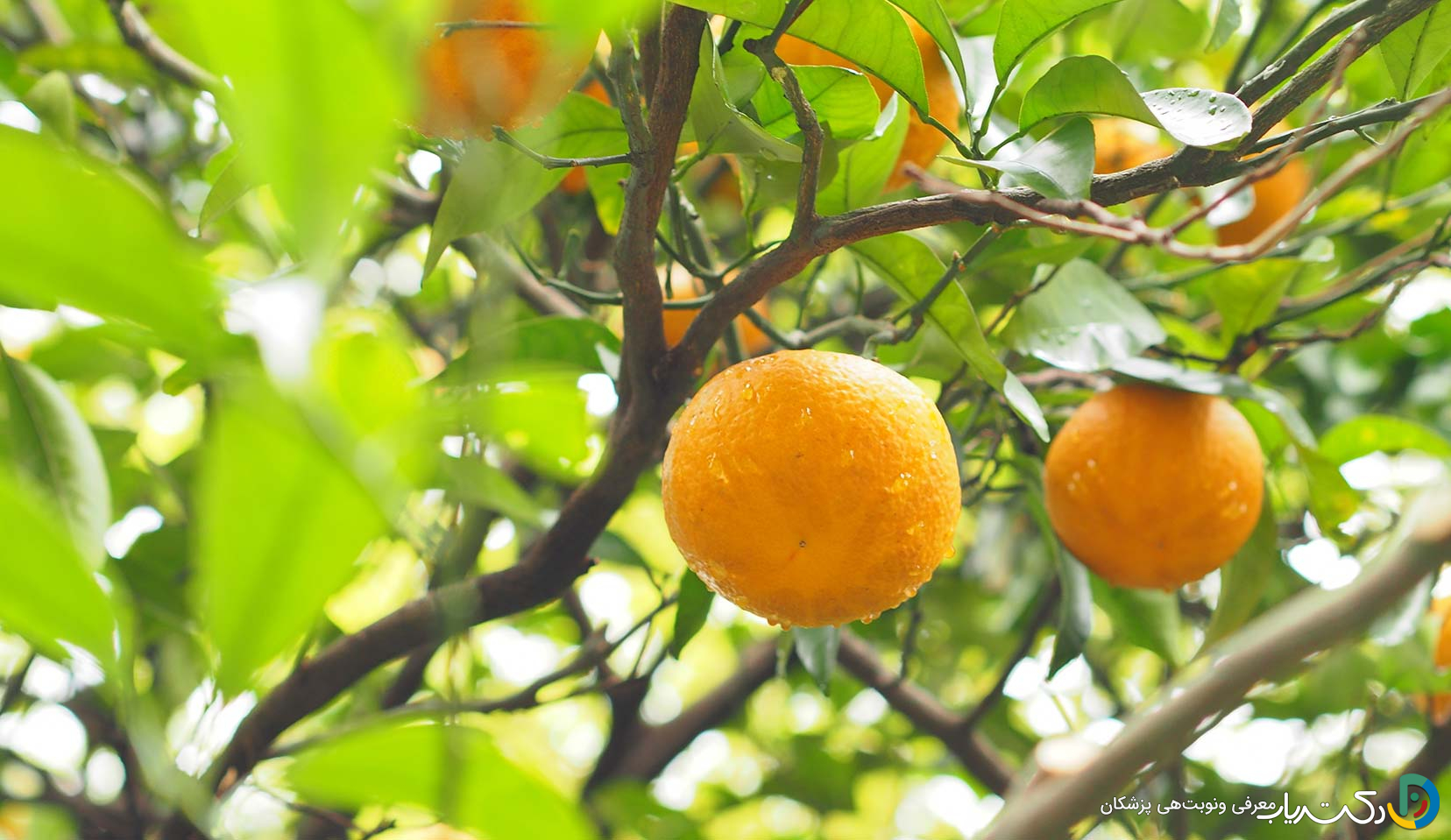 خواص آب نارنج برای زنان