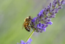 خواص اسطوخودوس برای کیست