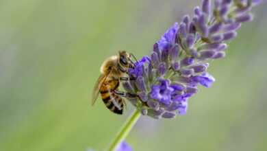 خواص اسطوخودوس برای کیست