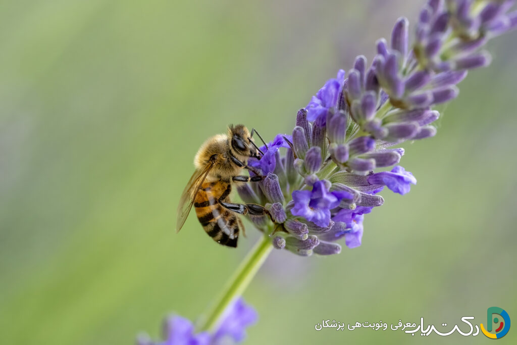 خواص اسطوخودوس برای کیست