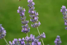 خواص اسطوخودوس برای سودا