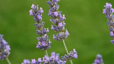 خواص اسطوخودوس برای سودا