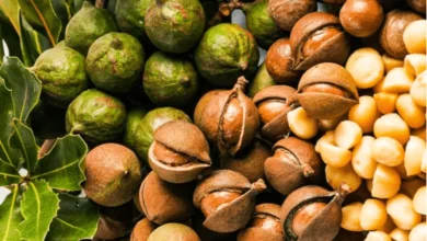خواص ماکادمیا برای مو