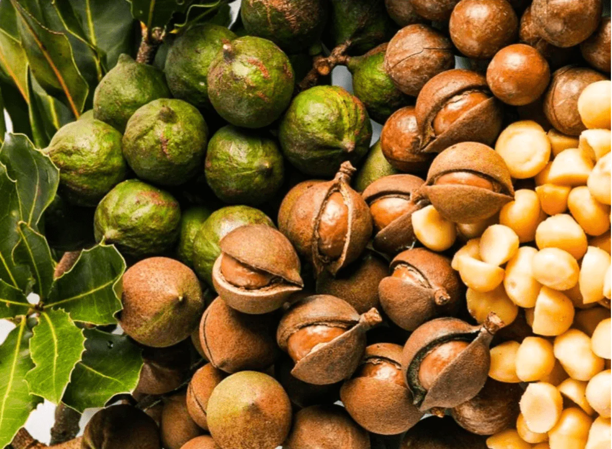 خواص ماکادمیا برای مو