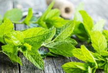 خواص عرق نعنا برای لاغری