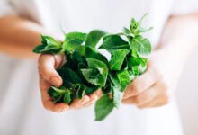 خواص عرق نعنا برای کبد
